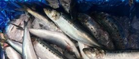 sardines 1kg